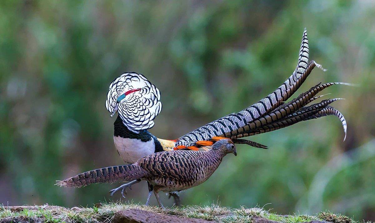 雉科动物,是红腹锦鸡和白腹锦鸡的杂交后代,现在在我国的大部分地区都
