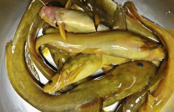 牛尾巴鱼的学名叫黄河拟鲿,它是拟鲿科的一种鱼,是一种生活在大型水域