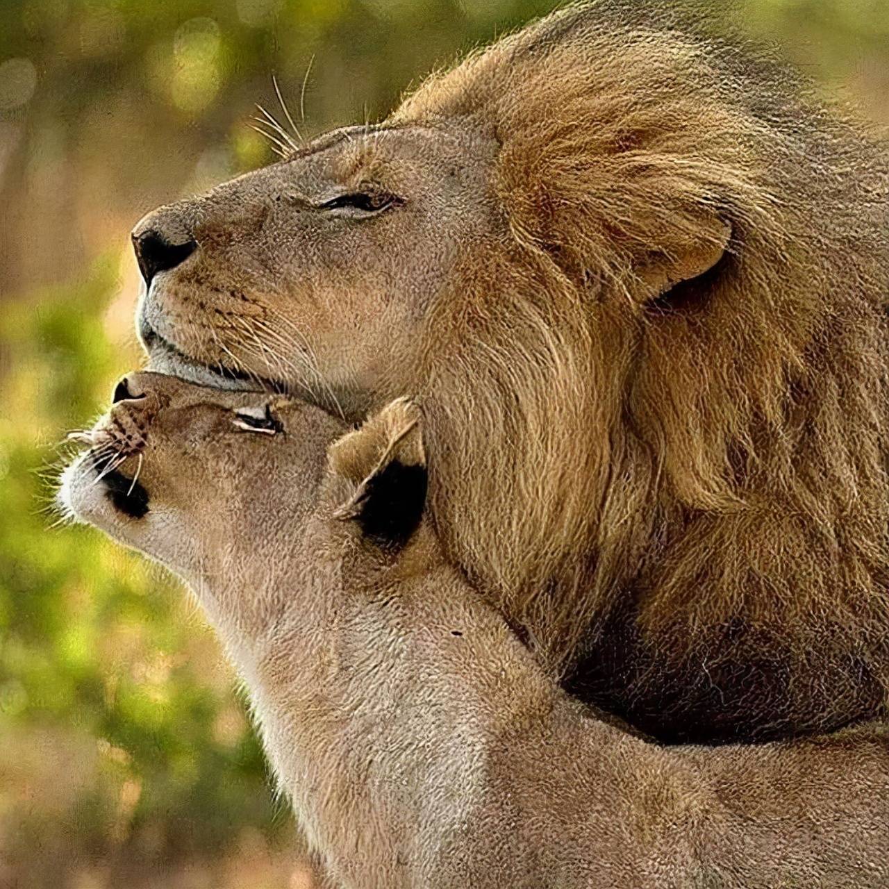 狮子夫妇合影「当婚纱照在拍」 温柔甜宠每一幕都是偶像剧_公狮_画面