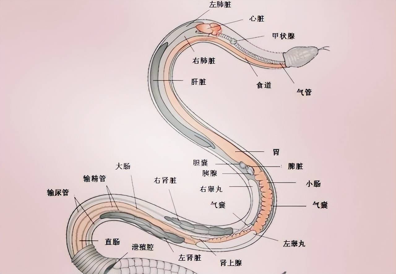 原创蛇出没菜花蛇出现办公桌蛇频繁出现暗示了什么打蛇七寸有用吗
