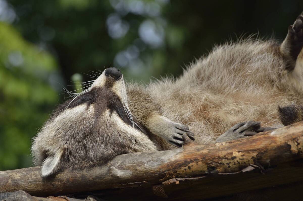 貉是陰謀家,是犬科狼狐中的小不點,能搶獾的食物佔獾的房子_貉子_動物