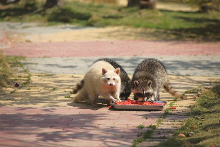 原创1750000金牛湖惊现超级罕见白化小浣熊