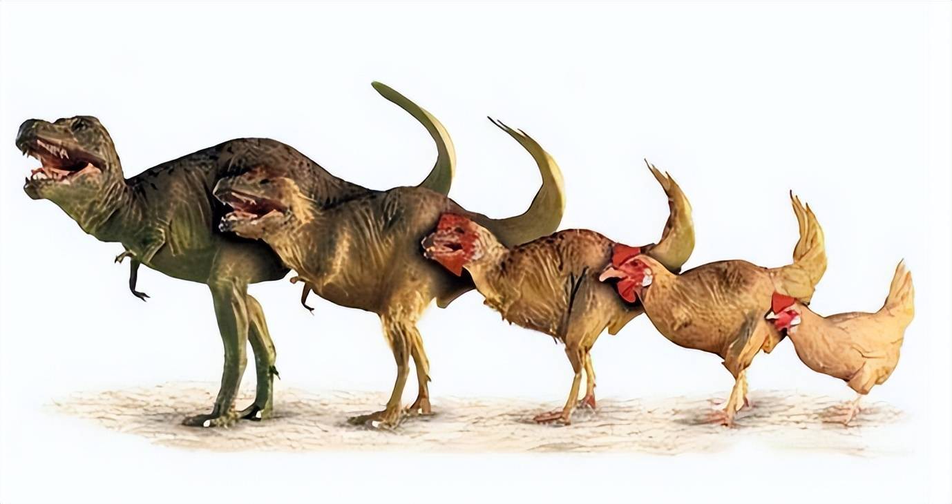 专家研究引人争议,鸡被人驯化是聪明的表现?_鸟类_地球_始祖鸟