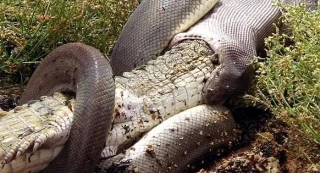 蛇怎样吞下比自己头大的食物_动物_活动_喉头