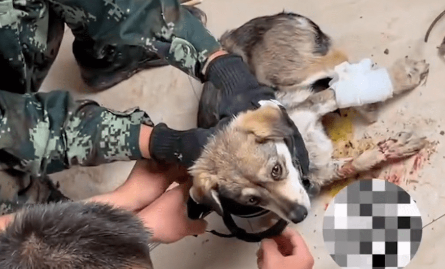 原创被捕兽夹夹断腿的它在消防队员数百米奔跑下成功获救后它也迎来