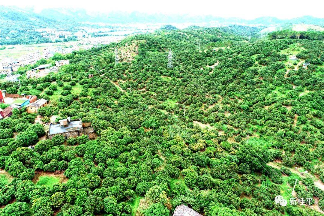 贵港市庆祝2022年中国农民丰收节暨桂平·麻垌荔枝文化节成功举办