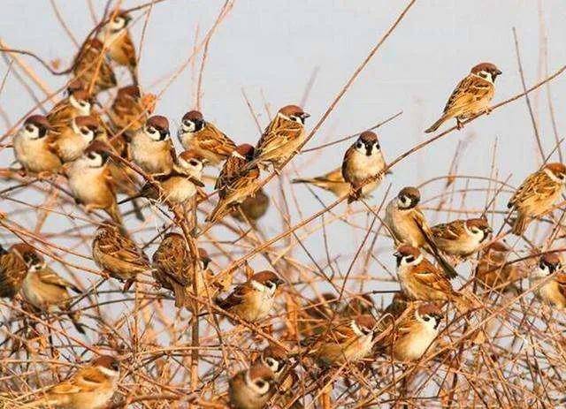 中国麻雀种群图片