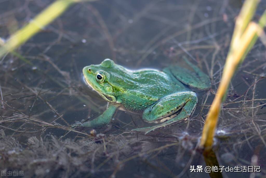 外表长得像牛蛙的三种动物,有一种含有剧毒,赶紧来认识它吧_蟾蜍_青蛙