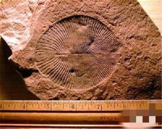 原创国外发现软体动物水母化石墓地水母化石距今已有54亿年的历史