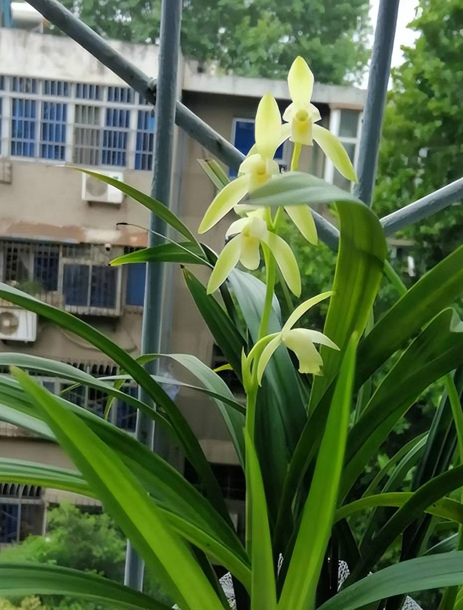 此款兰花便宜好养香味浓郁惹人爱一串串白花真素雅