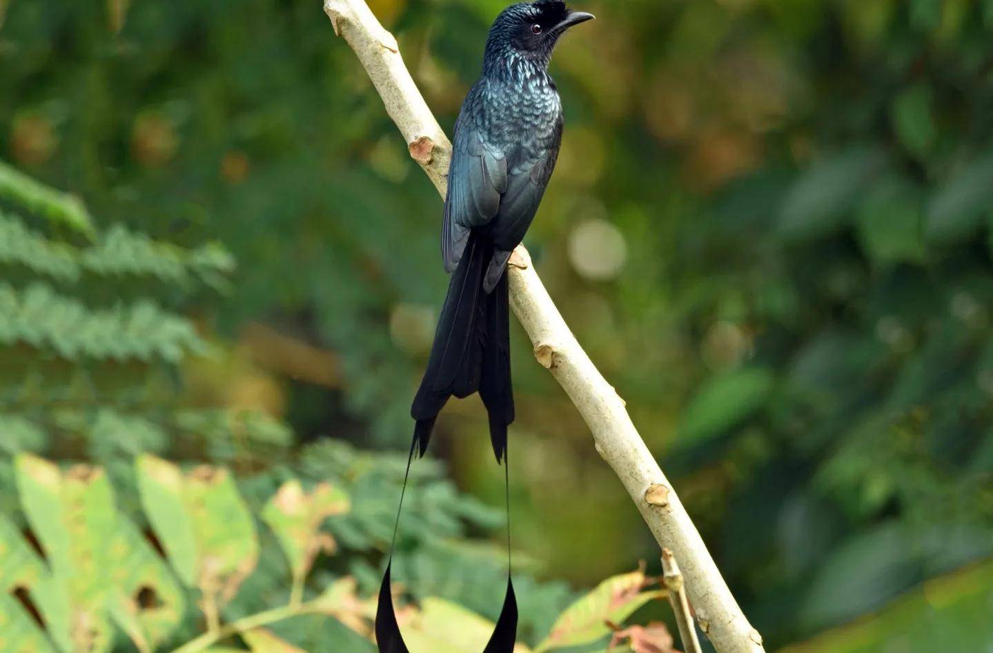 原创快来看这小黑鸟像不像风筝