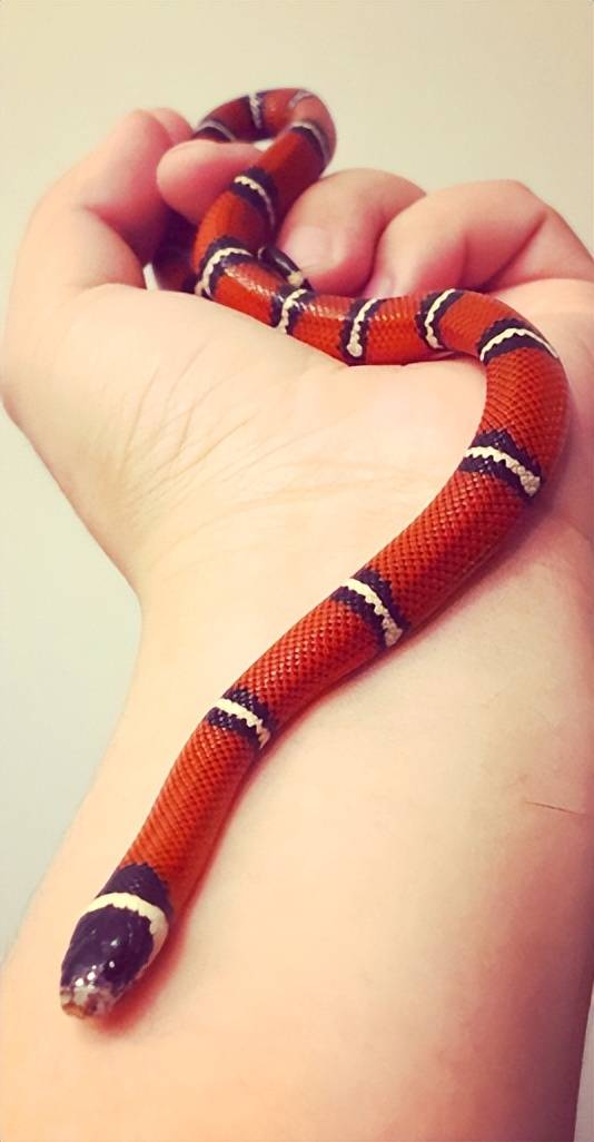 这种蛇,被人误认为喜欢偷喝牛奶-宠物奶蛇图鉴