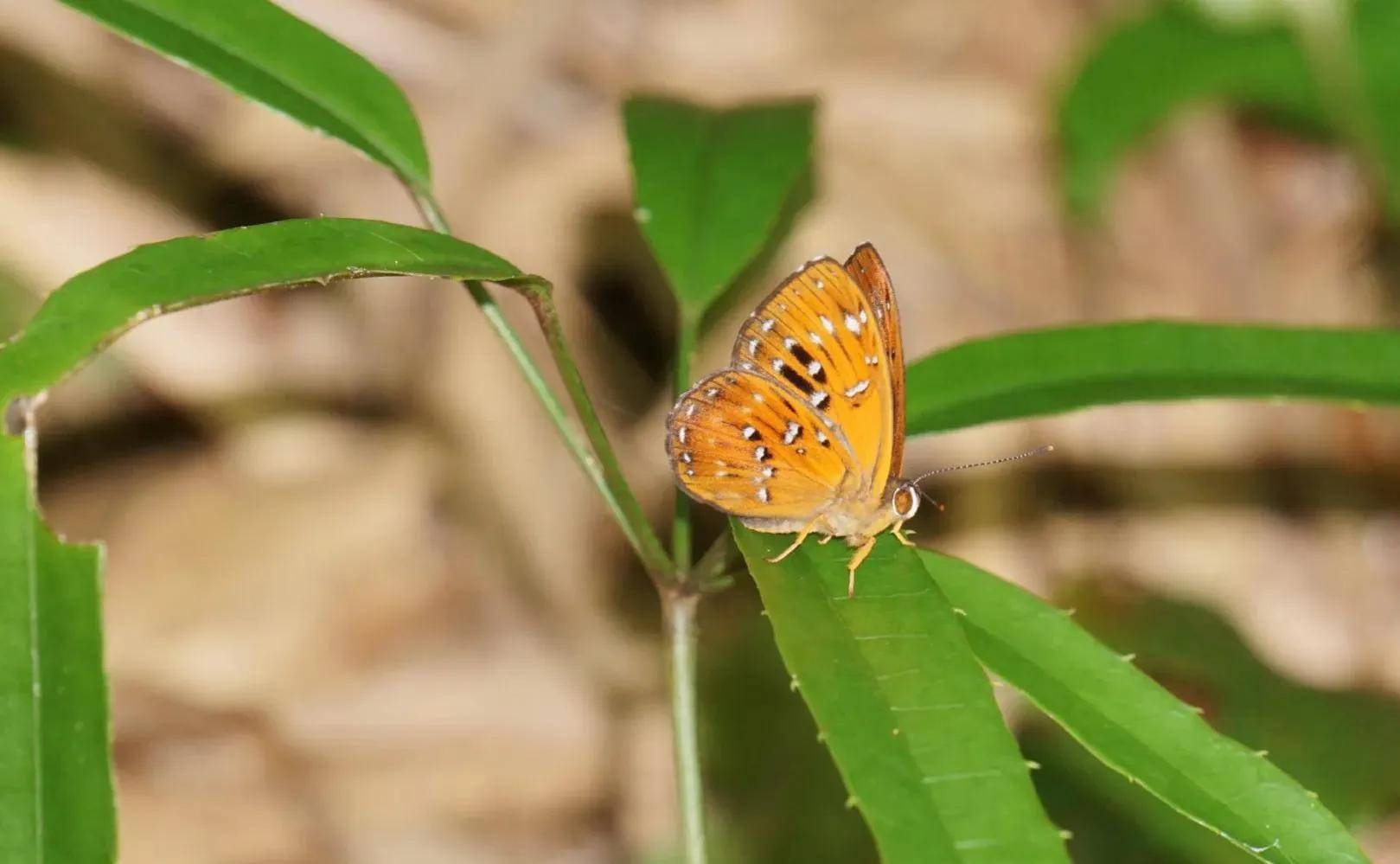 夏天就要彩色的和我的小蝴蝶