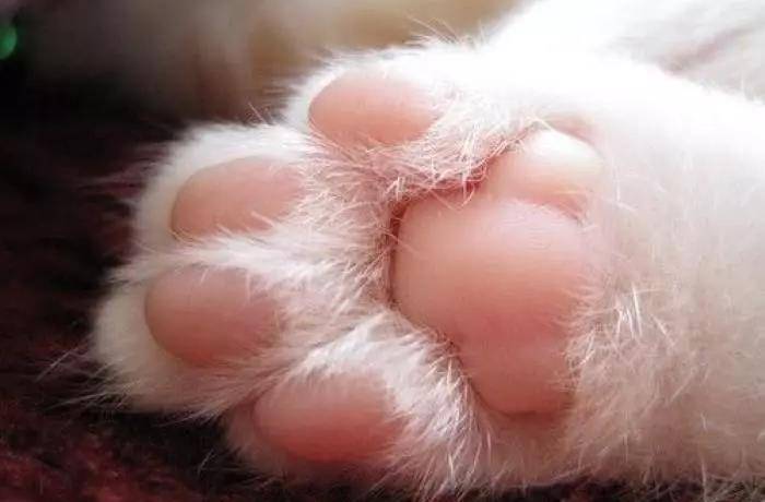 看懂猫咪的五种掌型,让铲屎官们了解喵星人真实的性格