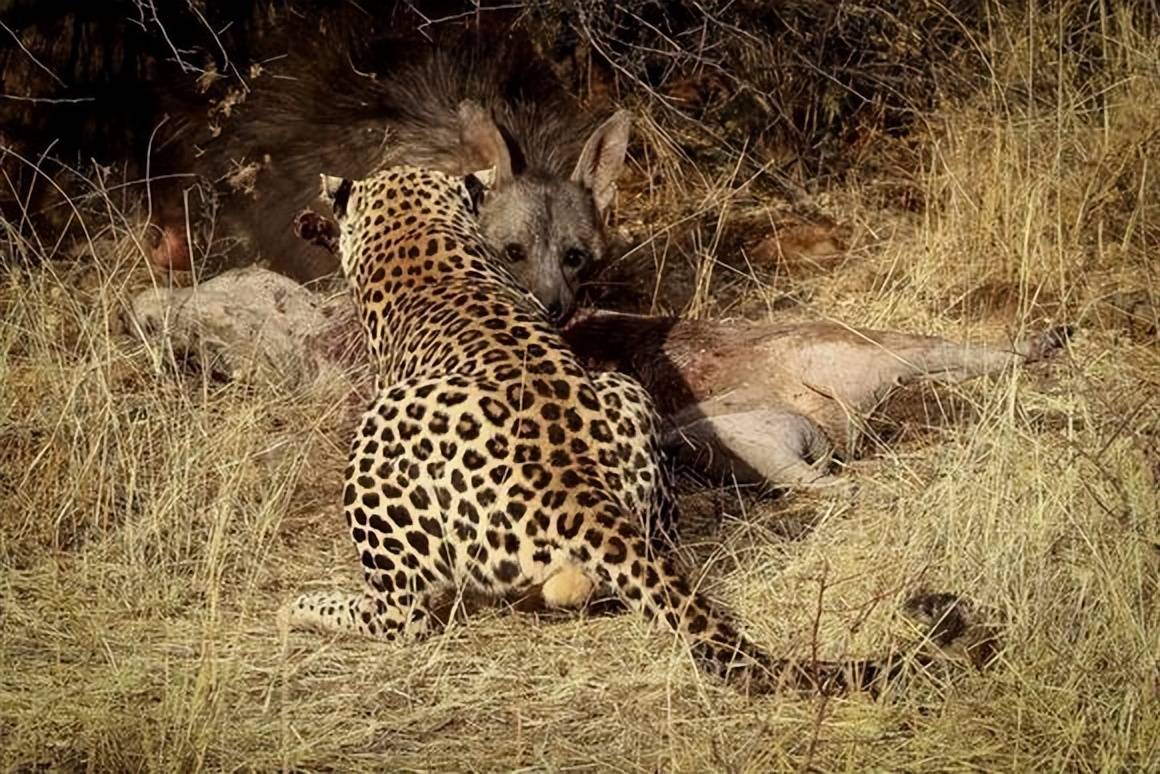 原创捕猎不行抢劫藏食能力一流沙漠中的生存高手奇特的棕鬣狗