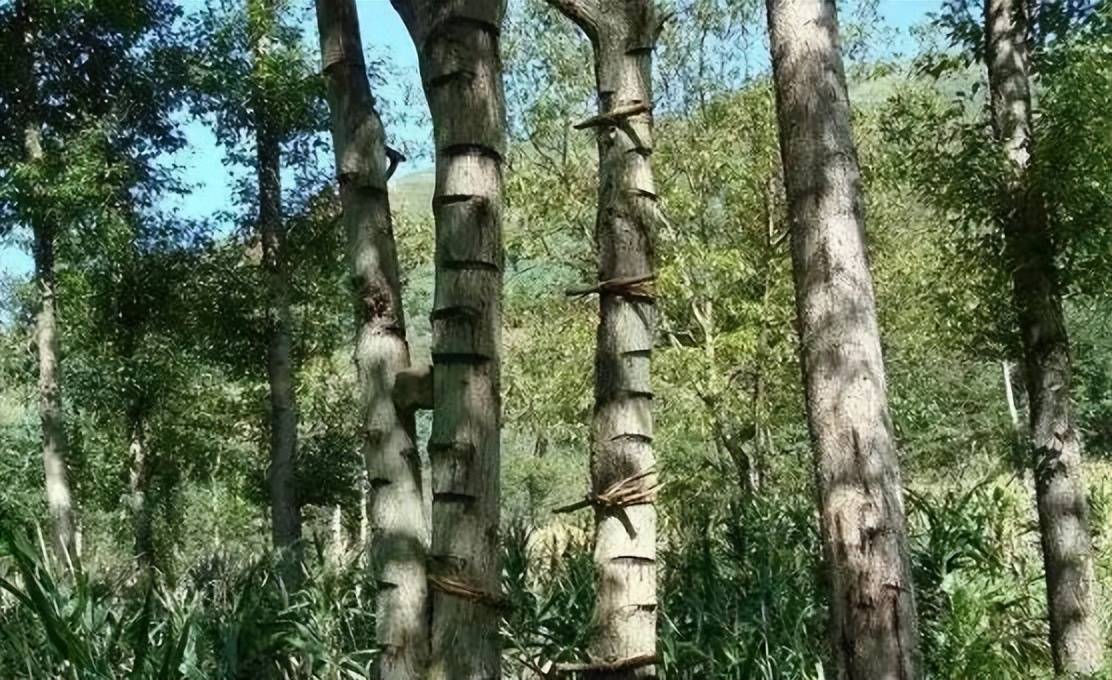 农村常见的"咬人树",很多人避之不及,如今汁液卖600元一公斤_漆树