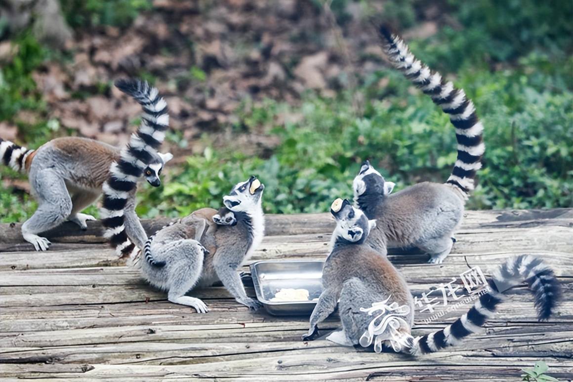 重庆动物园"上新"这些珍稀萌宝千万别错过_北白_华龙网_长臂猿