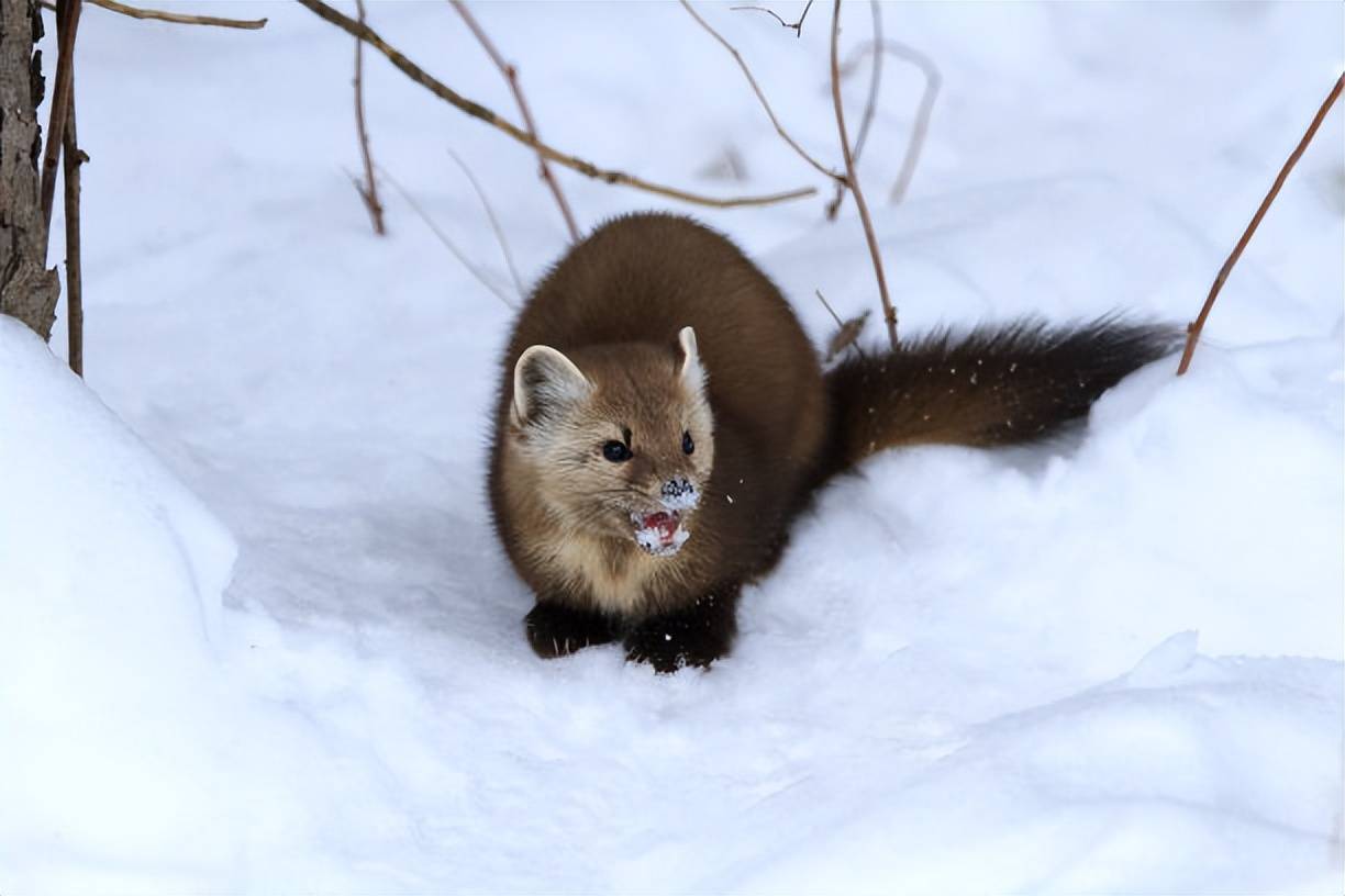 巍峨雪山,竟然有紫貂,新疆雪地精灵萌呆啦_眼睛_头形_小野鸡