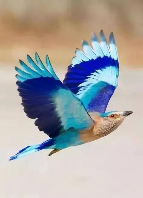 短尾鴗鸳鸯绯红金刚鹦鹉红黄拟啄木鸟吸蜜鹦鹉新几内亚极乐鸟杜鹃绿眉