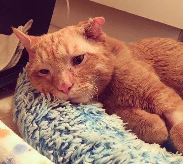 原创哭哭脸橘猫在放弃之际被领养到家一小时立刻截然不同