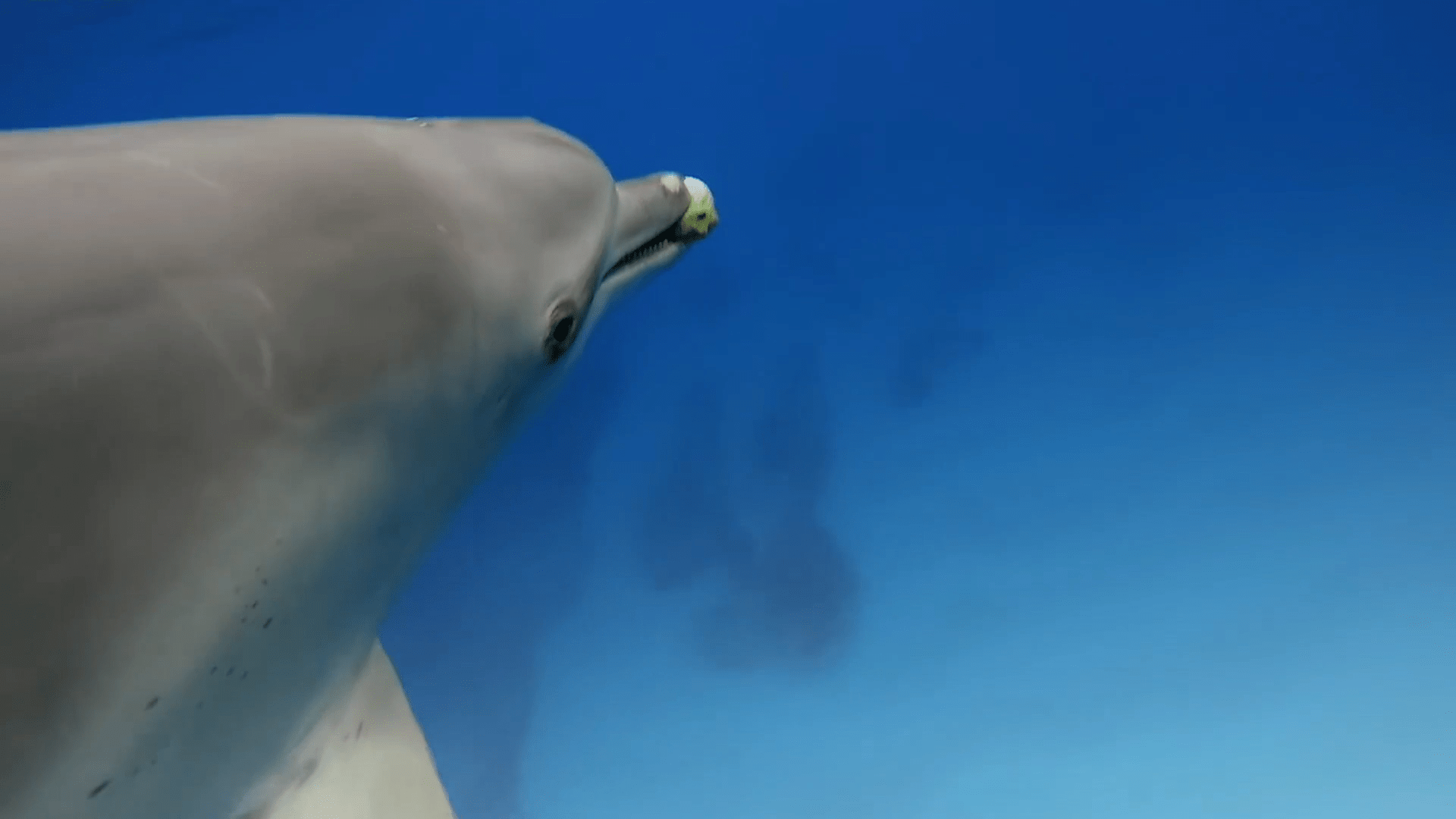 原创纪录片微笑天使海豚除了荒淫无度还会出门遛狗