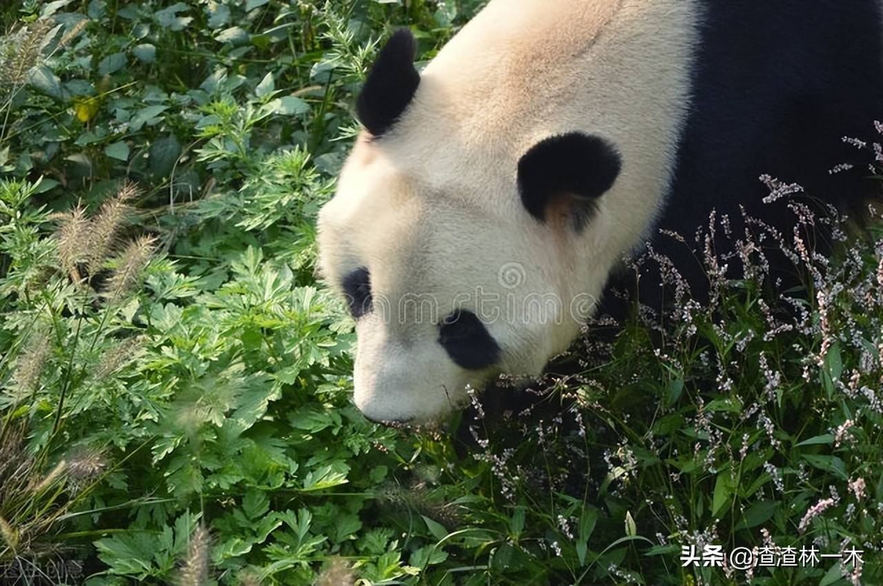 陕西野生熊猫图片