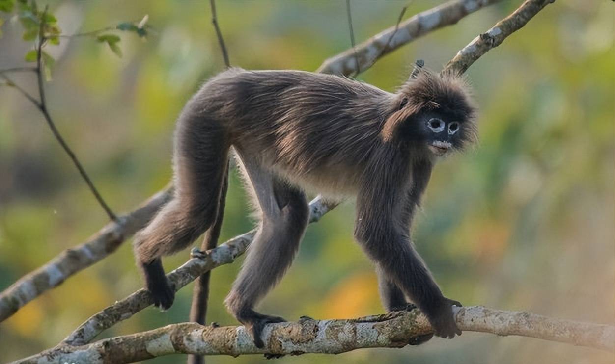 惊喜高黎贡山发现濒危物种菲氏叶猴刷新最北分布暗示了什么