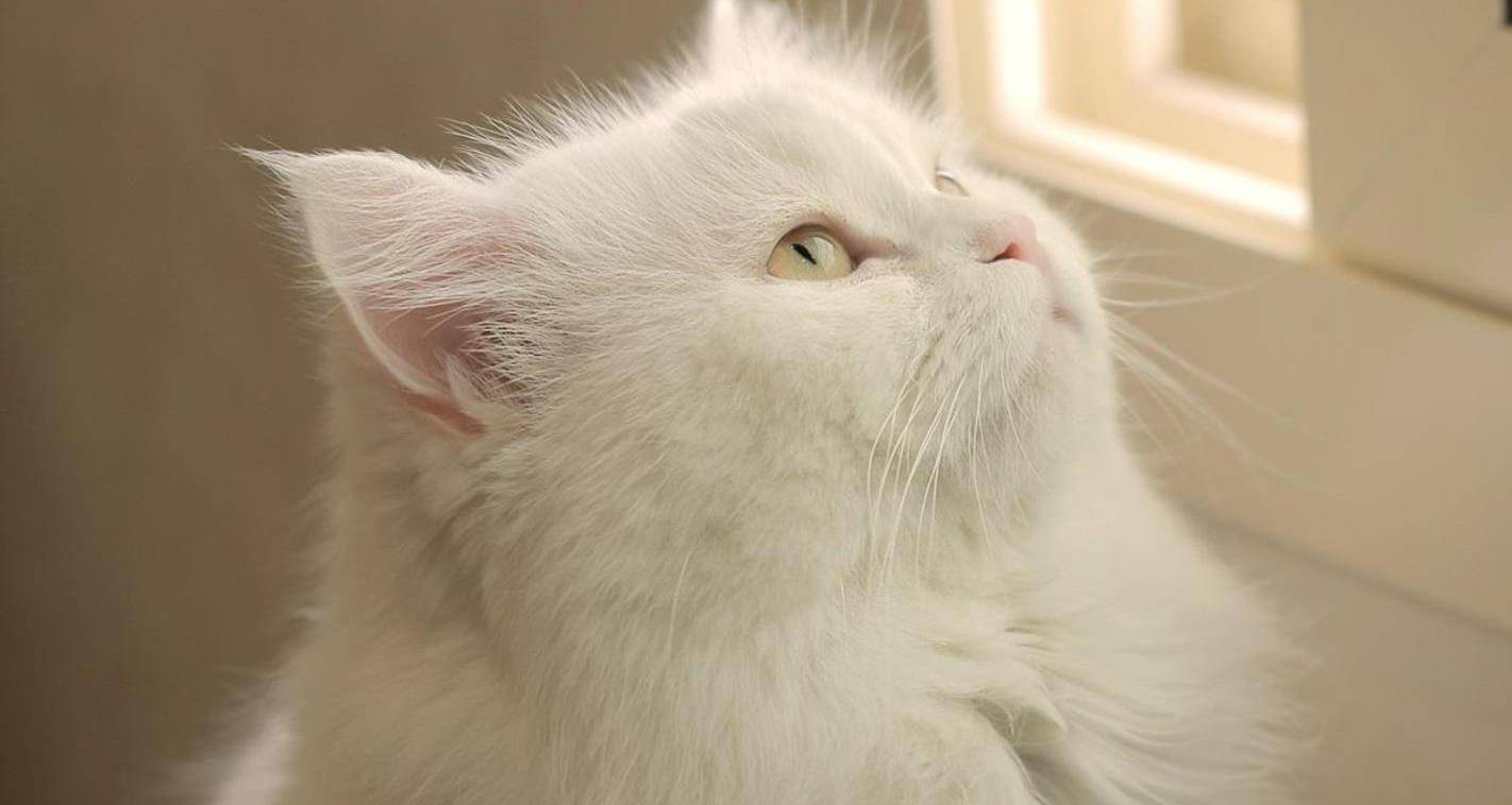 白猫的5个性格大分析!你赞同吗?_猫咪_主人_高冷