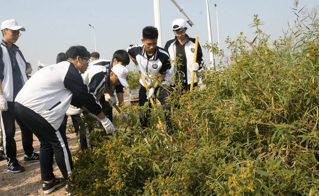 筆者要為大家分享的一種植物,就是被稱之為