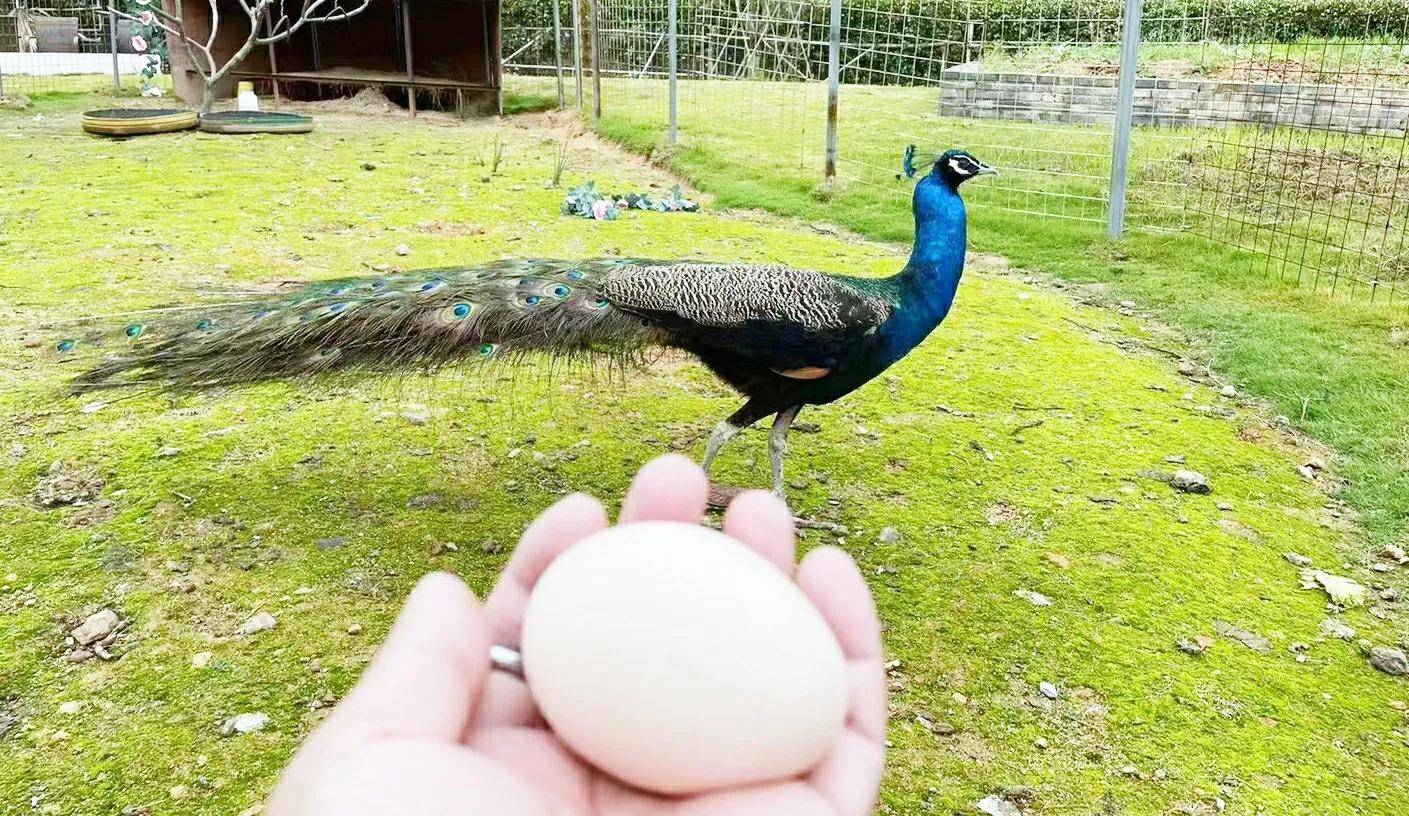 孔雀下蛋了!怎么办?_燕姐_消毒_女人