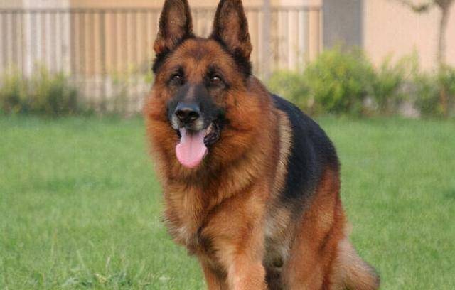 功勋军犬,却意外提名金鸡奖,白龙马也有有类似悲剧_电影_姚守岗_海龙