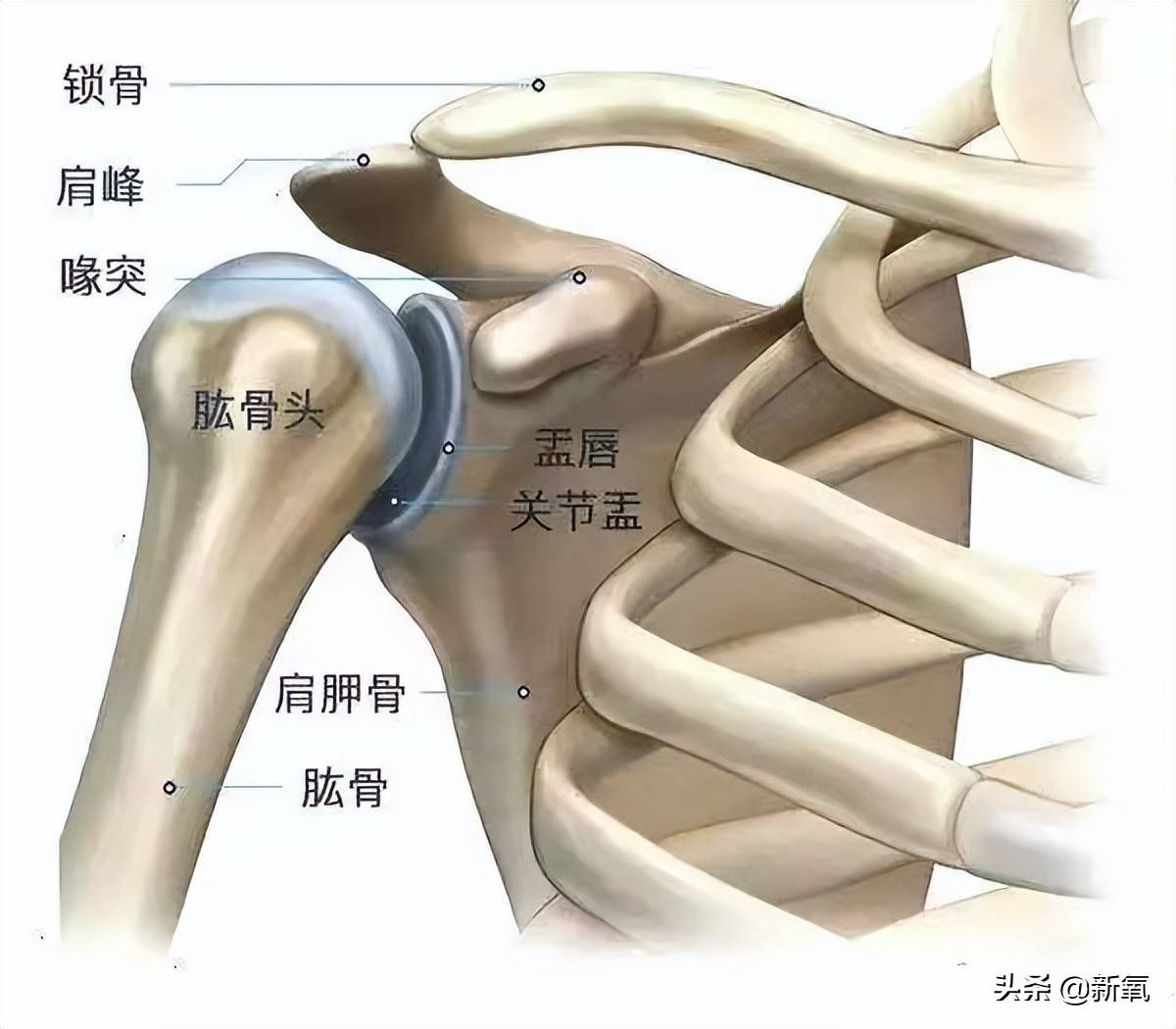 肱骨指大臂那块骨头,原本肱骨的上端应该停留在肩头的凹陷处