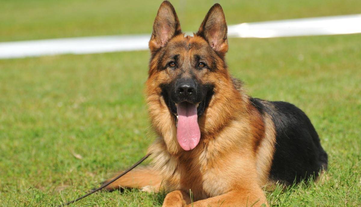 如果对你有这样行为的德牧,说明真的很喜欢你哦!