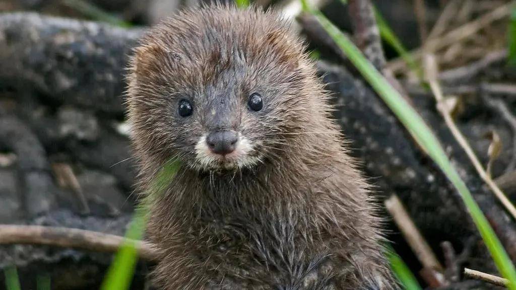 欧洲水貂(european mink_颜色_黄鼬_动物界