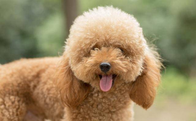 在你印象中 泰迪犬不好养吗 那是你不知道它的这些优点 毛发 狗狗 城市