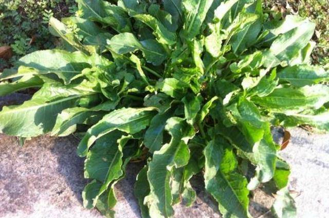 这种植物大名很俗气,小名却很霸气,在日常生活中,却是一种不错的中