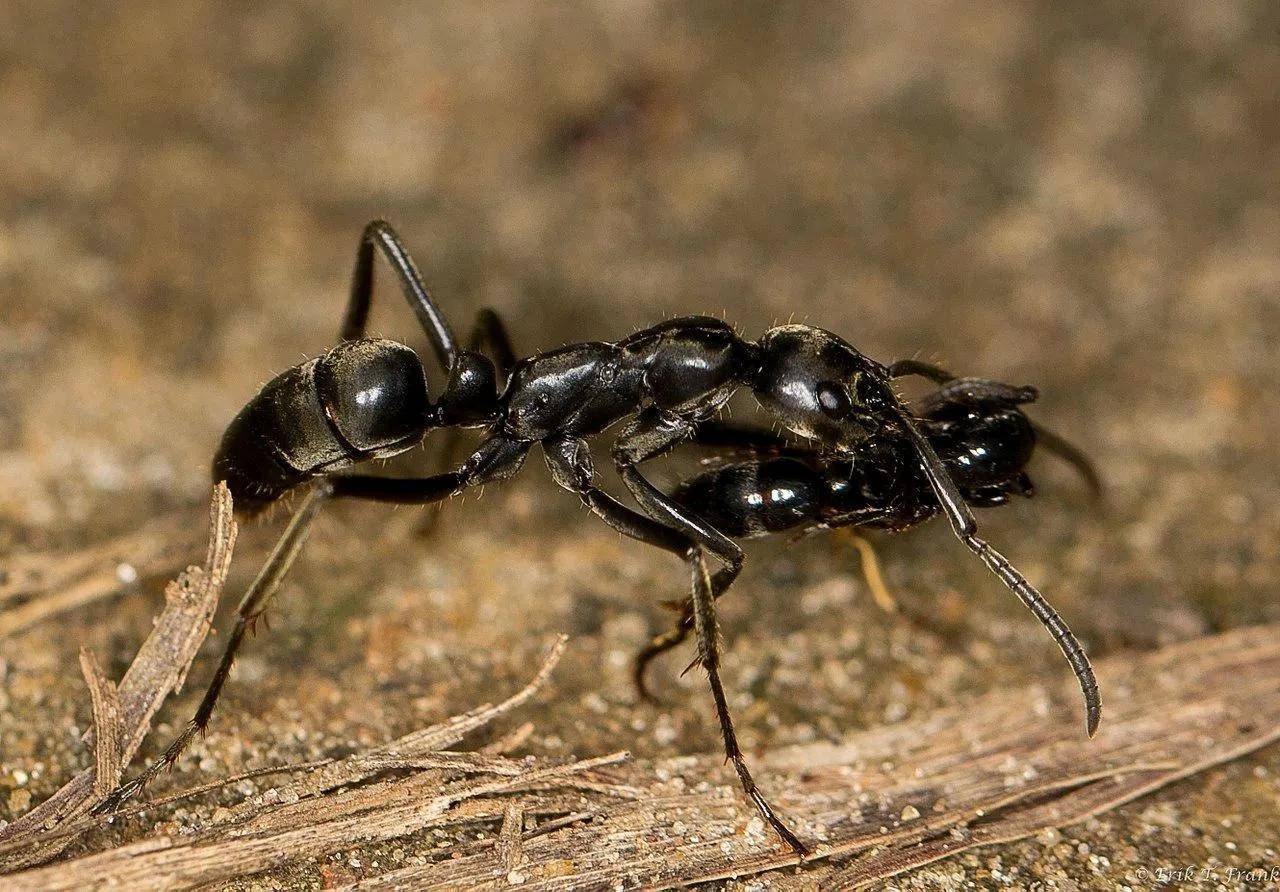 大齿猛蚁vs马蜂图片