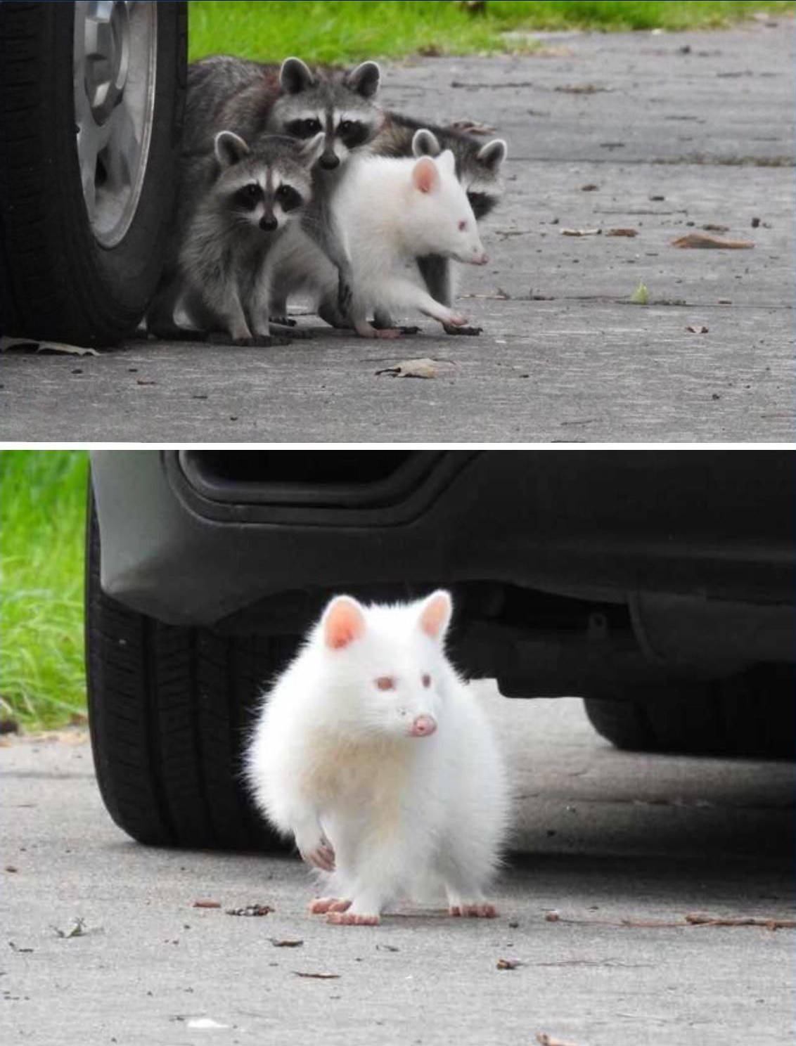 白色浣熊左青龙右白虎白化海狸鼠双峰白骆驼白象白色的黑熊瞎子白色