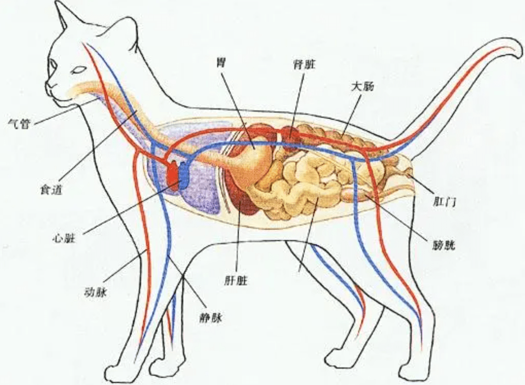 原创雄猫为何非要长倒刺来刮伤雌性人类与它们有什么区别