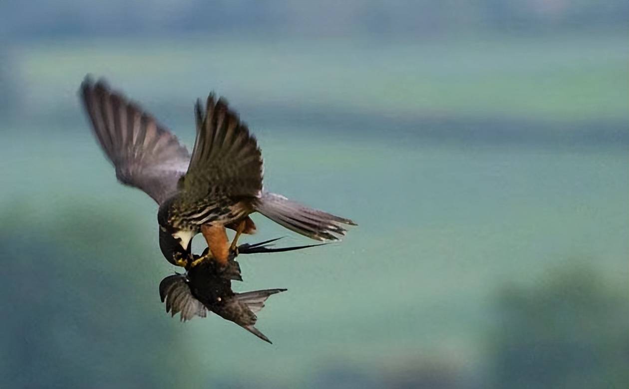 为什么雨燕不能落地,它们落地之后,真的意味着去世吗?_天空_鸟类_飞翔