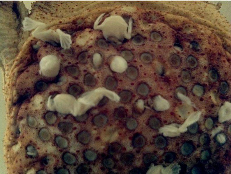 世界上最扁平的两栖动物:苏里南蟾蜍_pipa_背部_青蛙