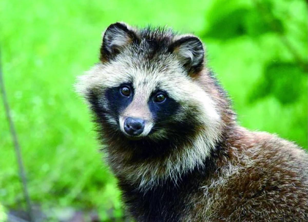 日本野外出現驢頭狼無毛長臉酷似鬣狗到底是什麼生物