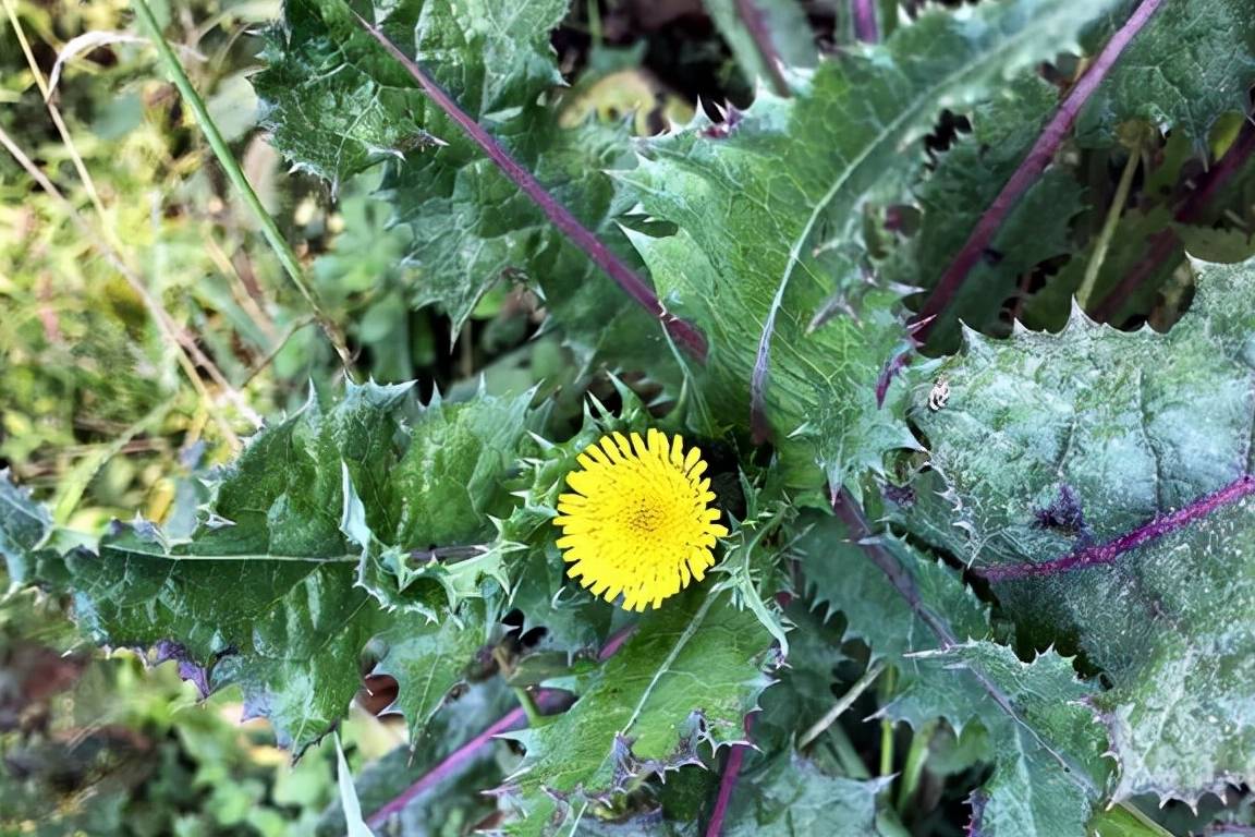 曲曲_植物_花茎