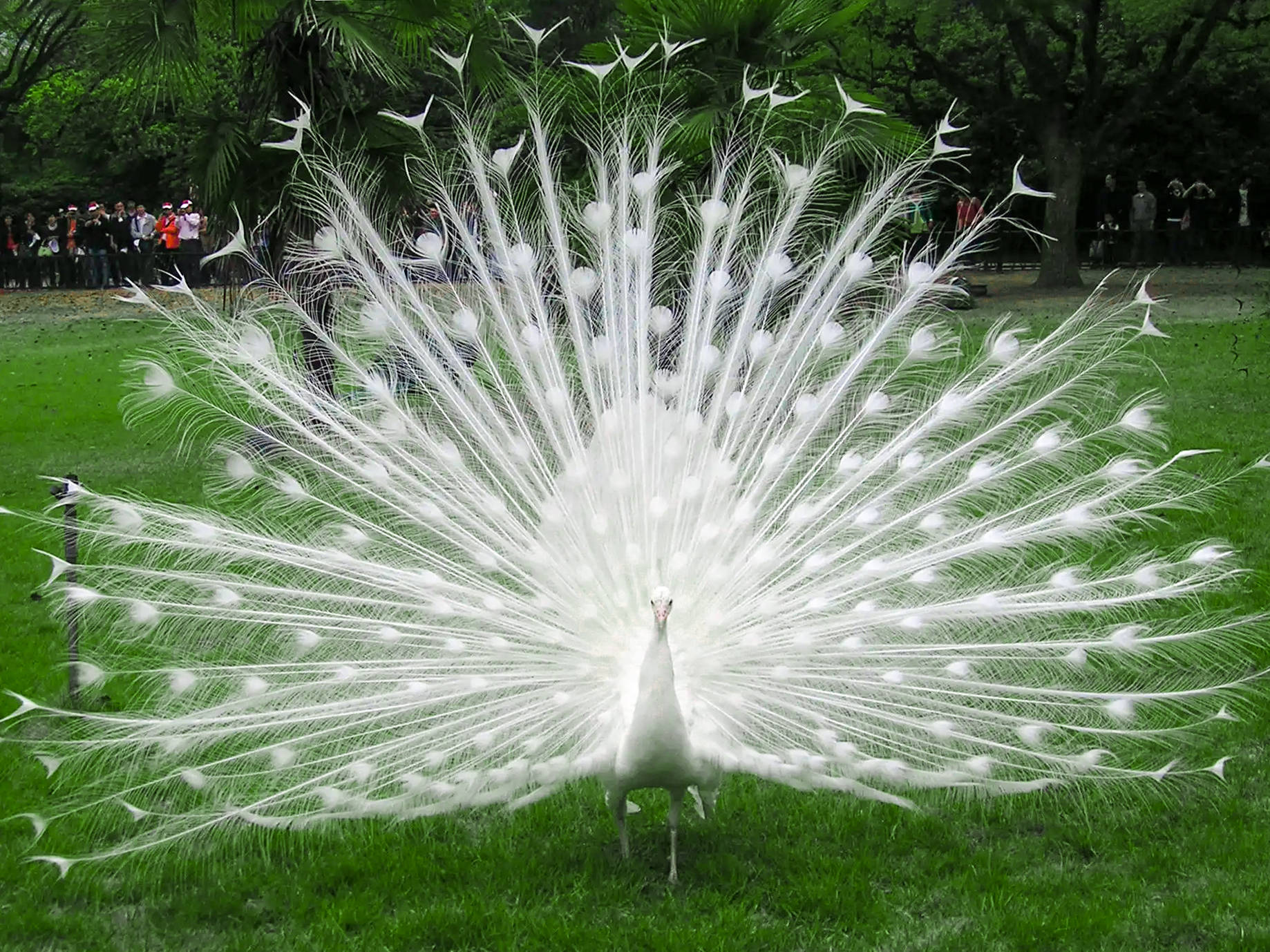 白色孔雀开屏白化的松鼠白色浣熊左青龙右白虎白化海狸鼠双峰白骆驼