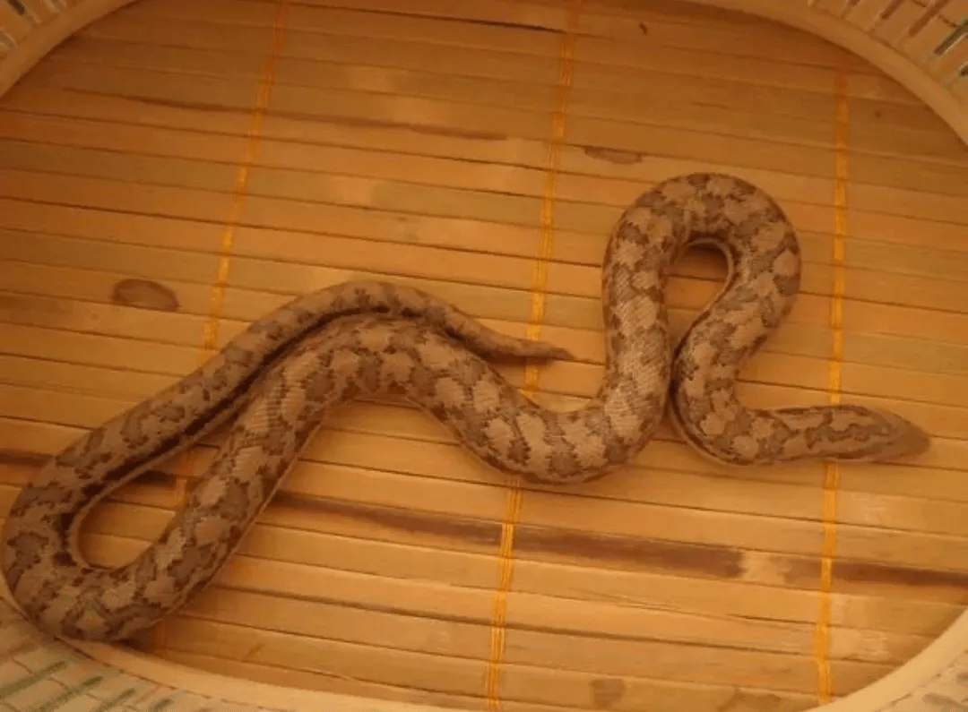 新疆毒蛇图片