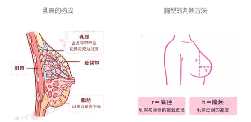 人民日报点赞，都市丽人首发《中国女性内衣白皮书》-锋巢网