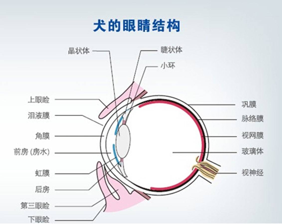 男子监控中看到,狗和"幽灵狗"玩耍_人类_杰克·德马科_细胞