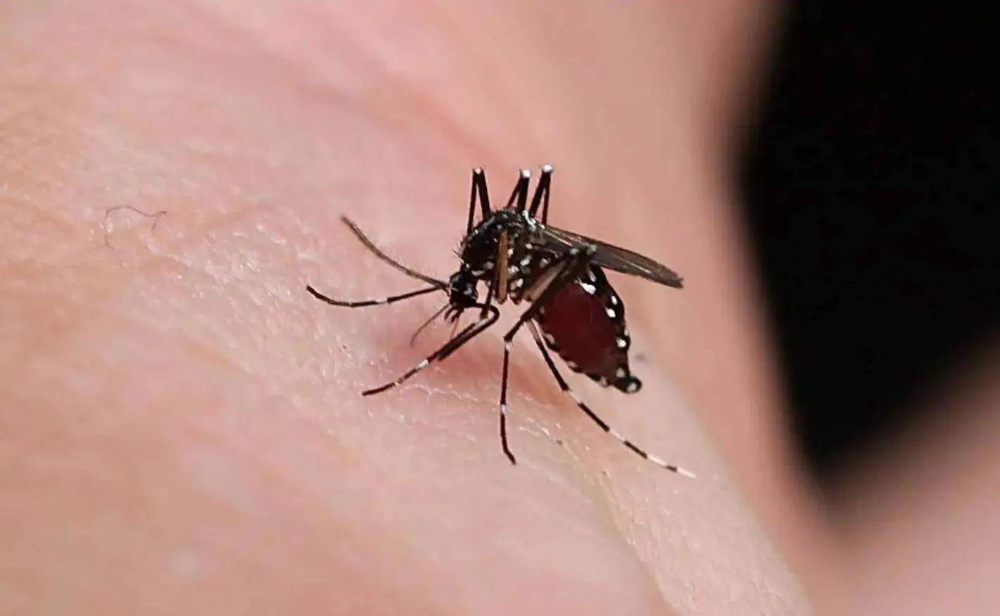 原创蚊子是人类最讨厌的动物为什么用尽各种方法都不能让其灭绝