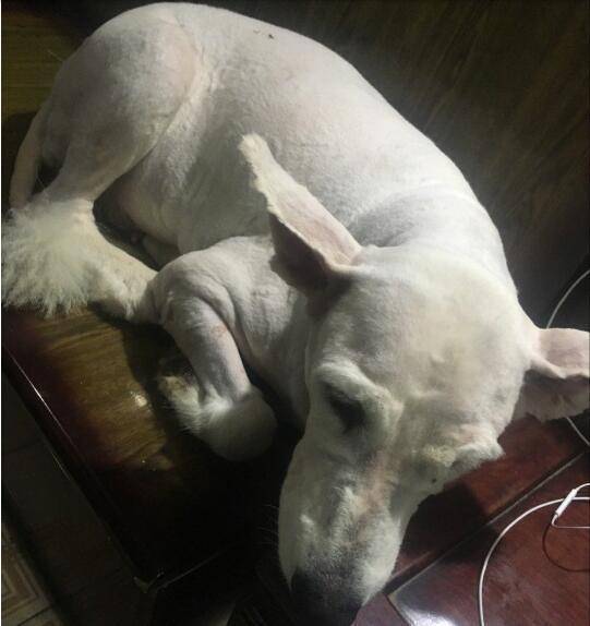 把内心所有的悲伤情绪全部显示在它脸上,用哑巴吃黄连有苦说不出来