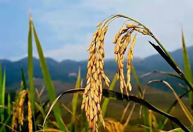 生活中,经常能碰到一类人,时时刻刻想要出风头.